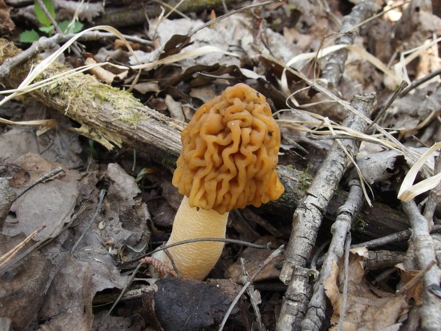 Сморчки и сморчковая шапочка