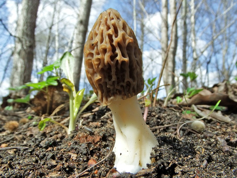 Белый сморчок гриб