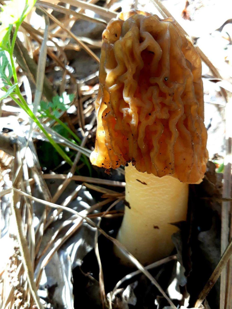 Сморчок конический