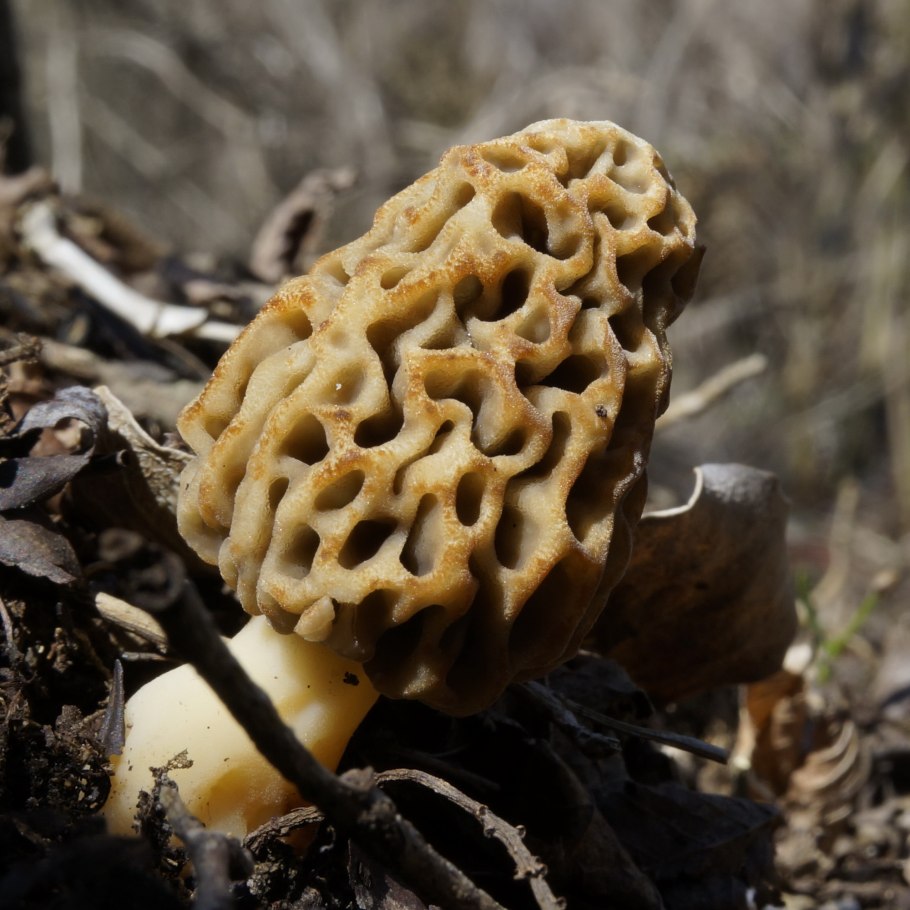 Сморчок съедобный