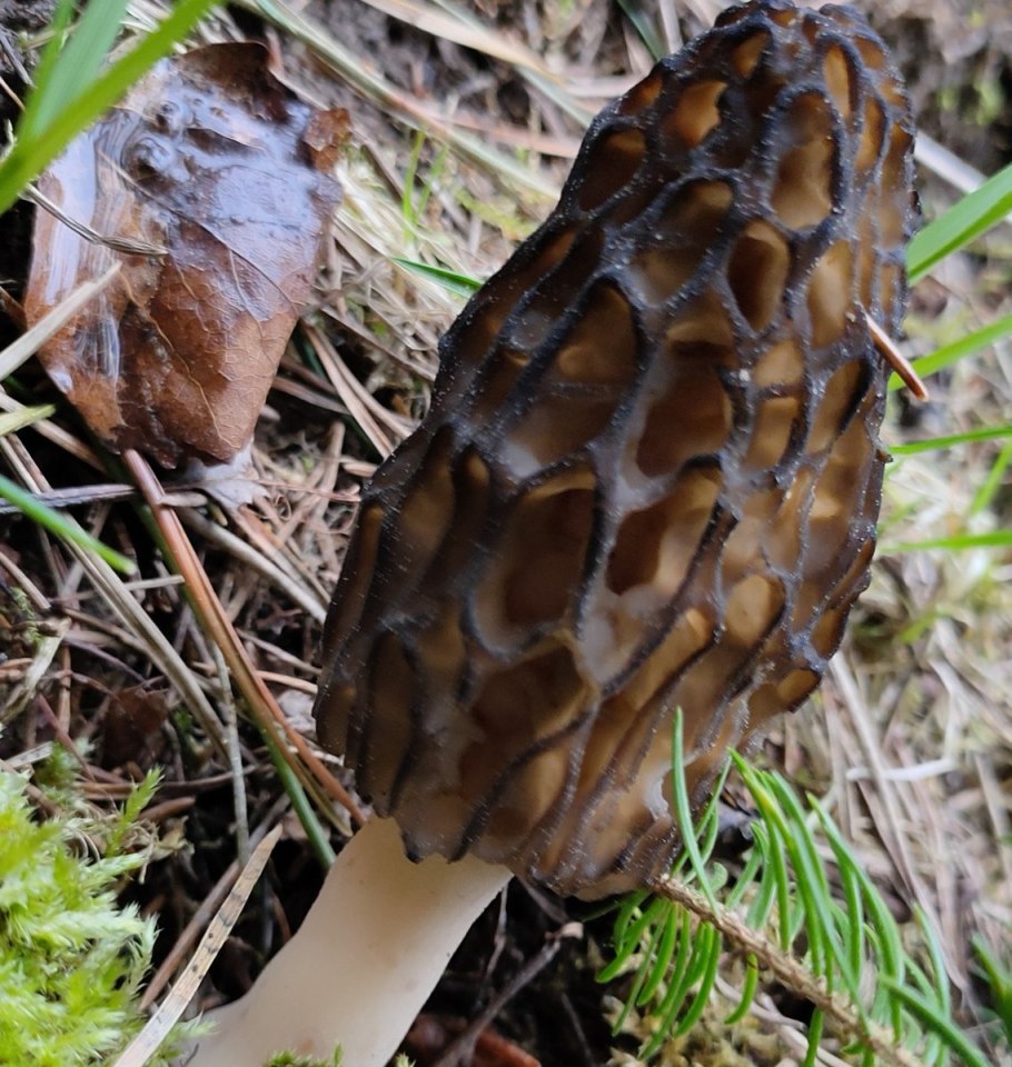 Сумчатые грибы сморчки