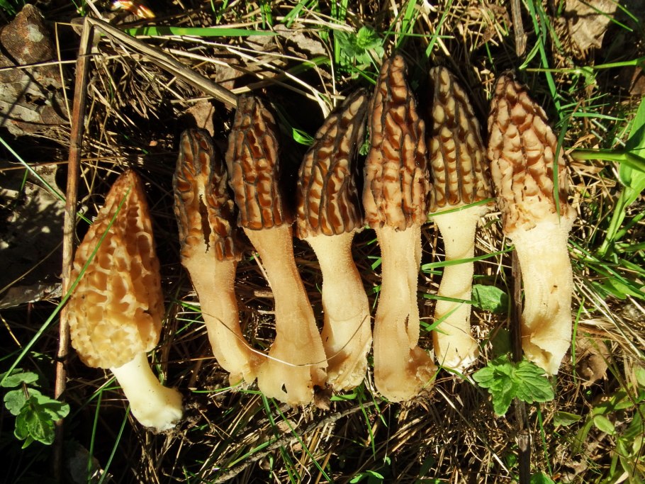 Гриб Верпа Богемика