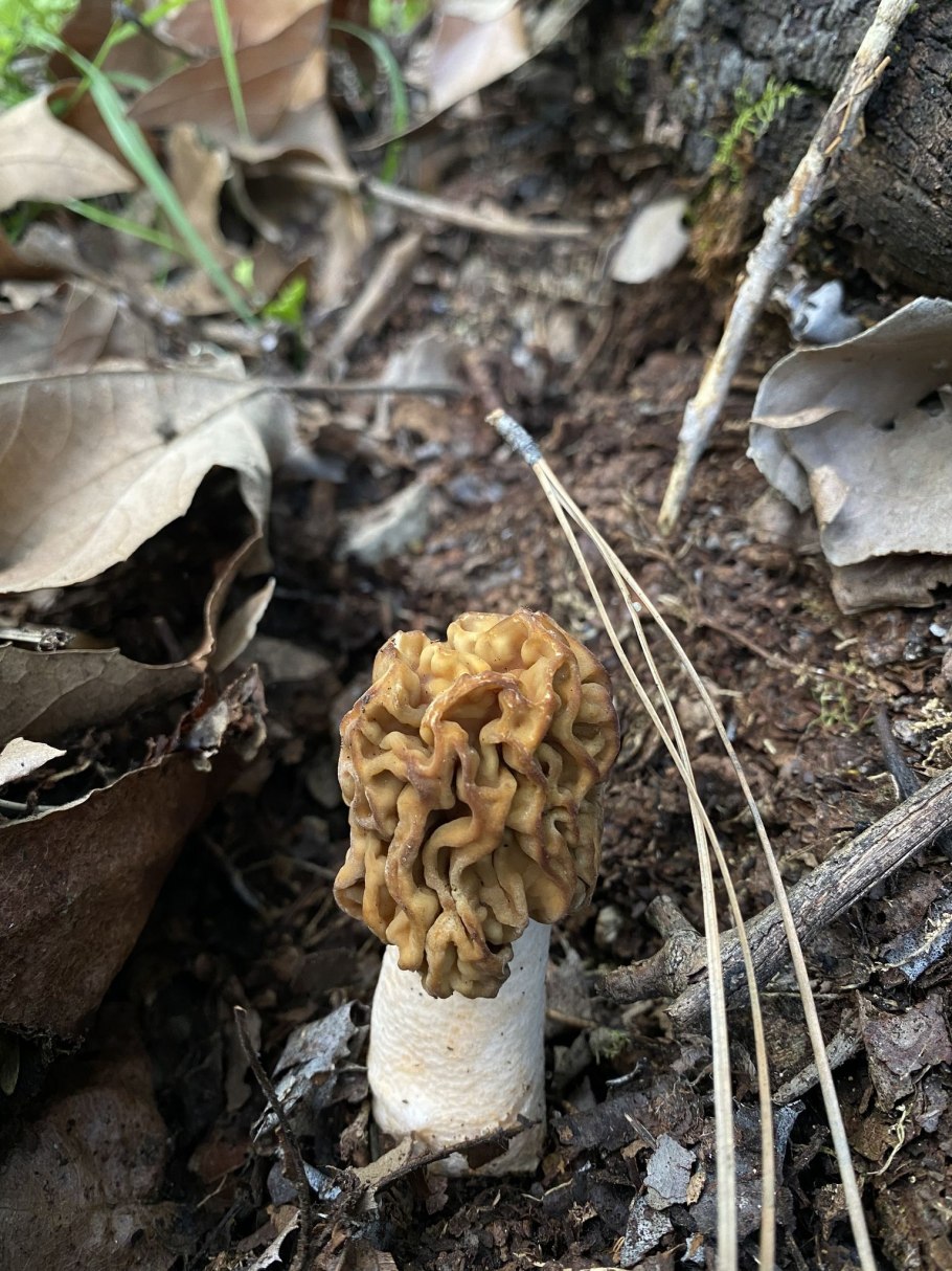 Ложные сморчки грибы