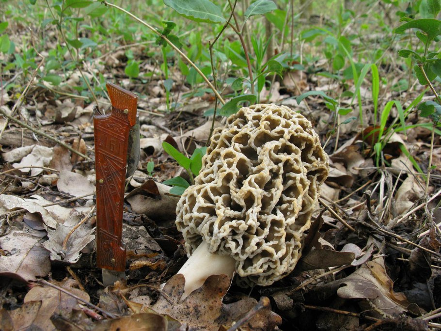 Семейство Сморчковые