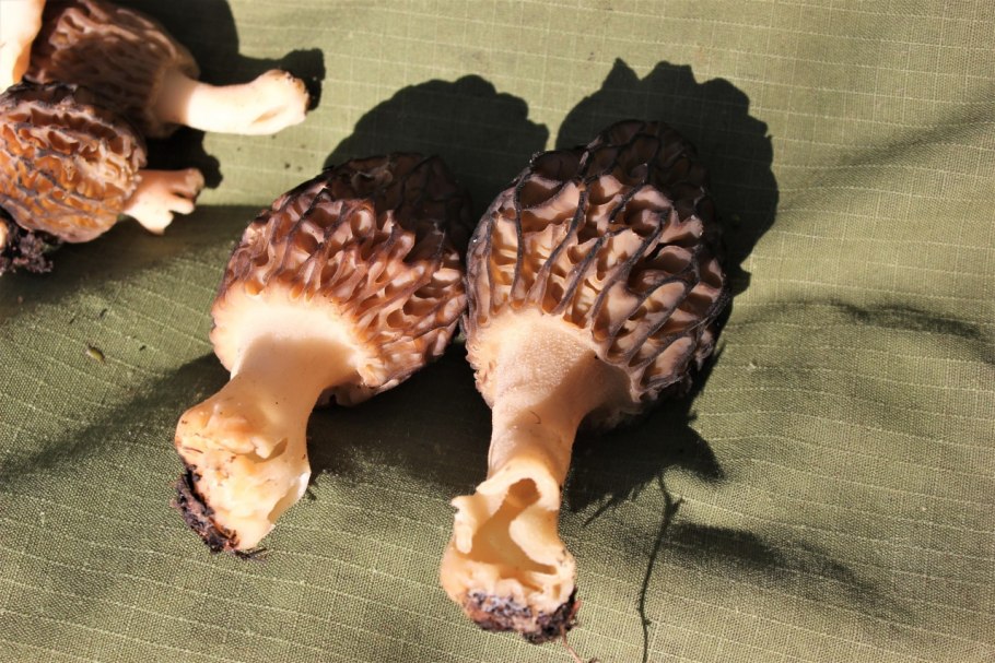 Сморчок и строчок