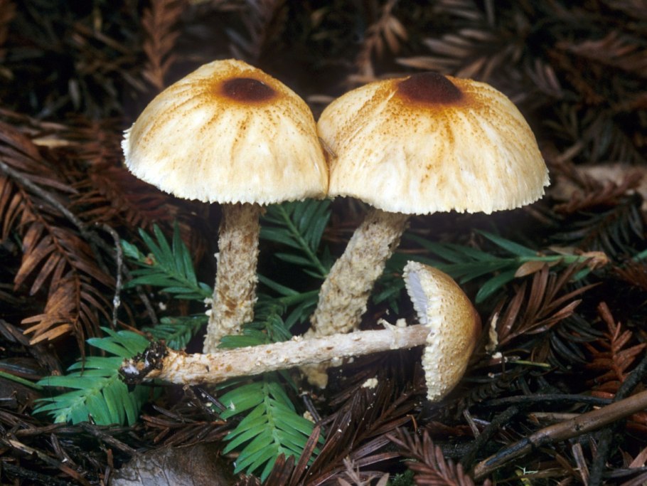 Лепиота ядовитая