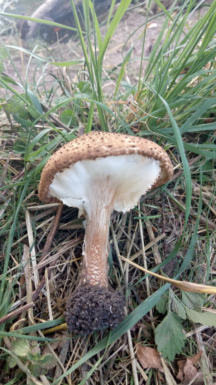 Лепиота Луговая съедобная