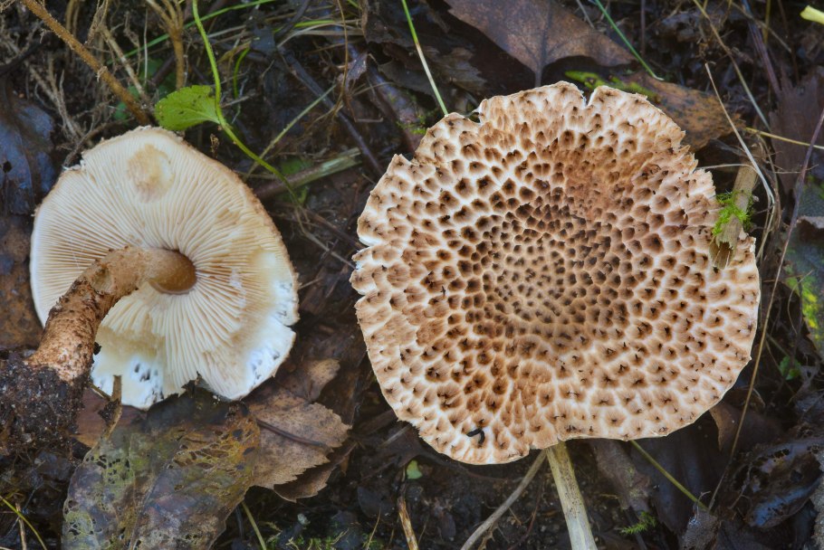 Лепиота шероховатая Lepiota aspera