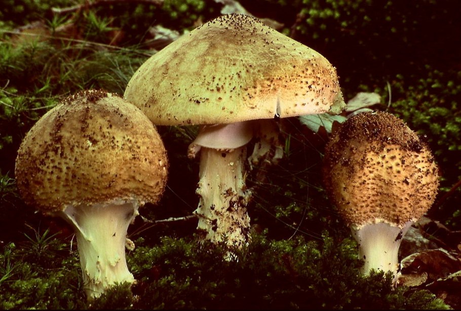 Гриб зонтик поганка