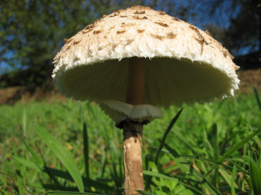 Гриб лепиота съедобный