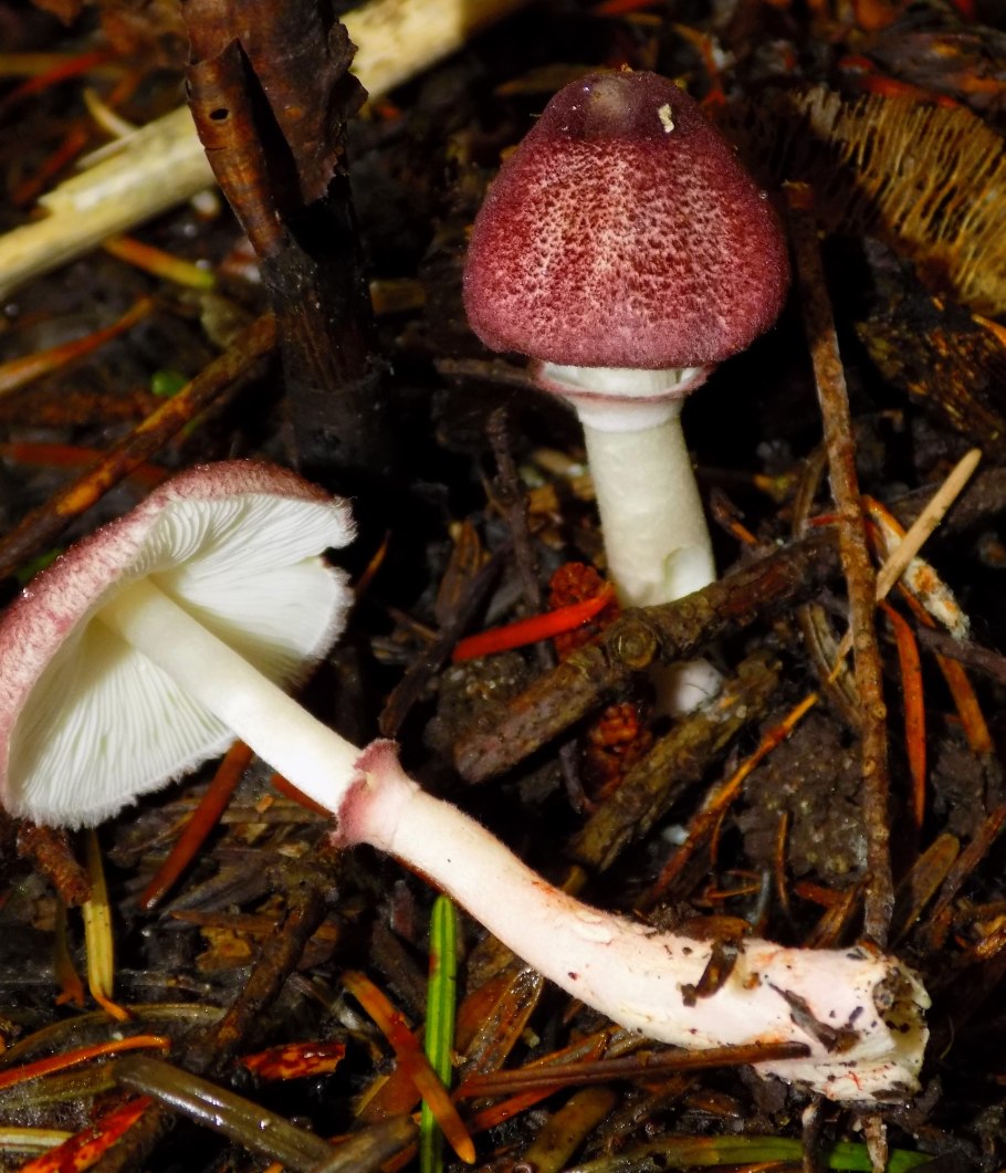 Лепиота шерстистообутая