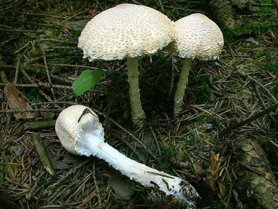 Зонтик Моргана гриб