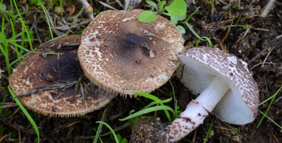 Лепиота Луговая