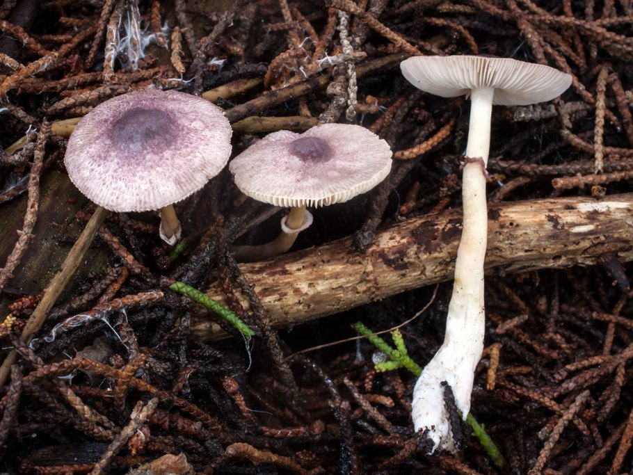 Лепиота луговая