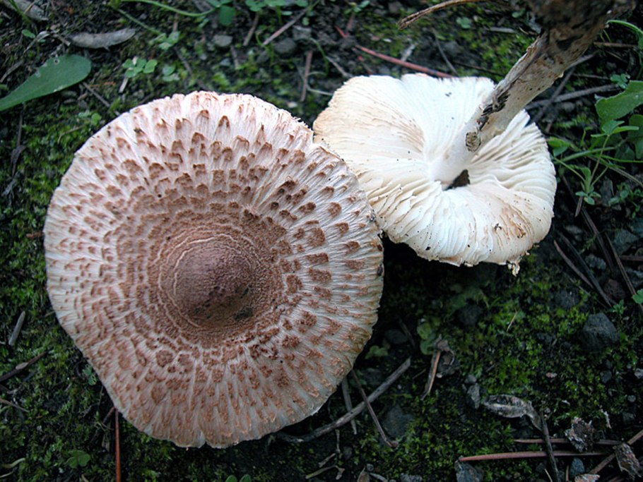Лепиота коричнево-красная Lepiota brunneoincarnata