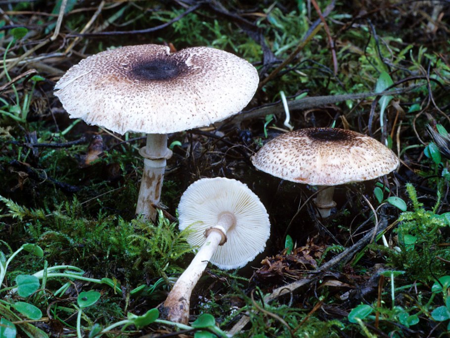 Лепиота шероховатая Lepiota aspera