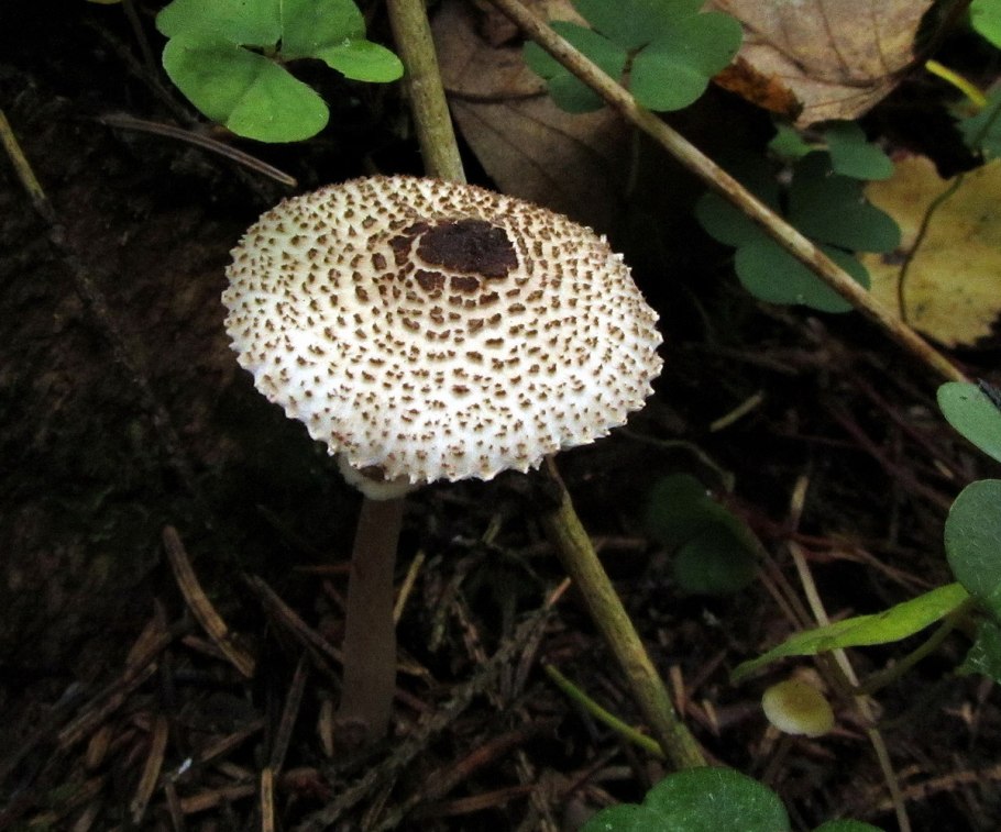 Гриб зонтик пёстрый macrolepiota procera