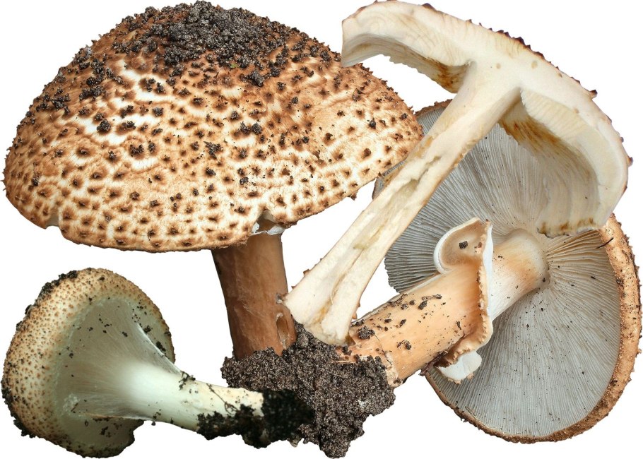 Гриб лепиота ядовитая