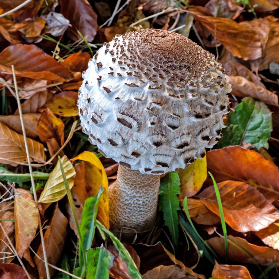 Лепиота ядовитая