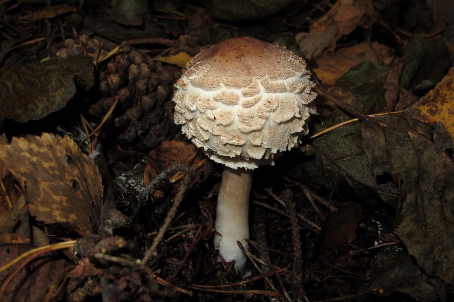 Лепиота кирпично-красная