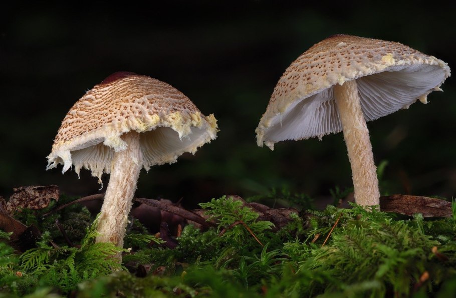 Гриб лепиота