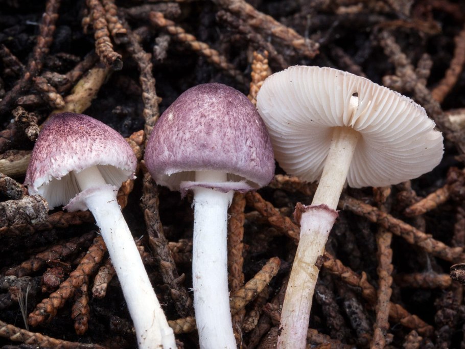 Лепиота гребенчатая