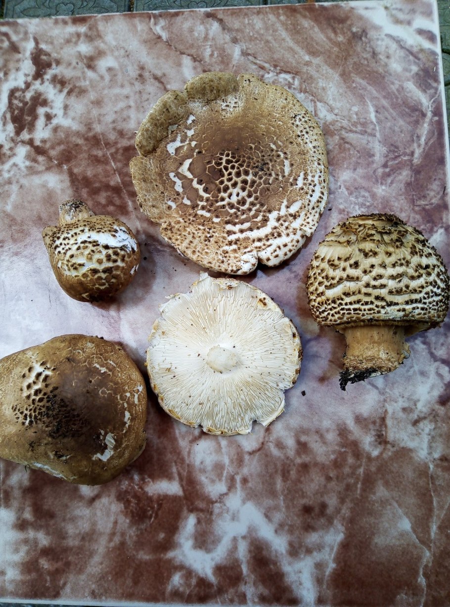 Лепиота острочешуйчатая