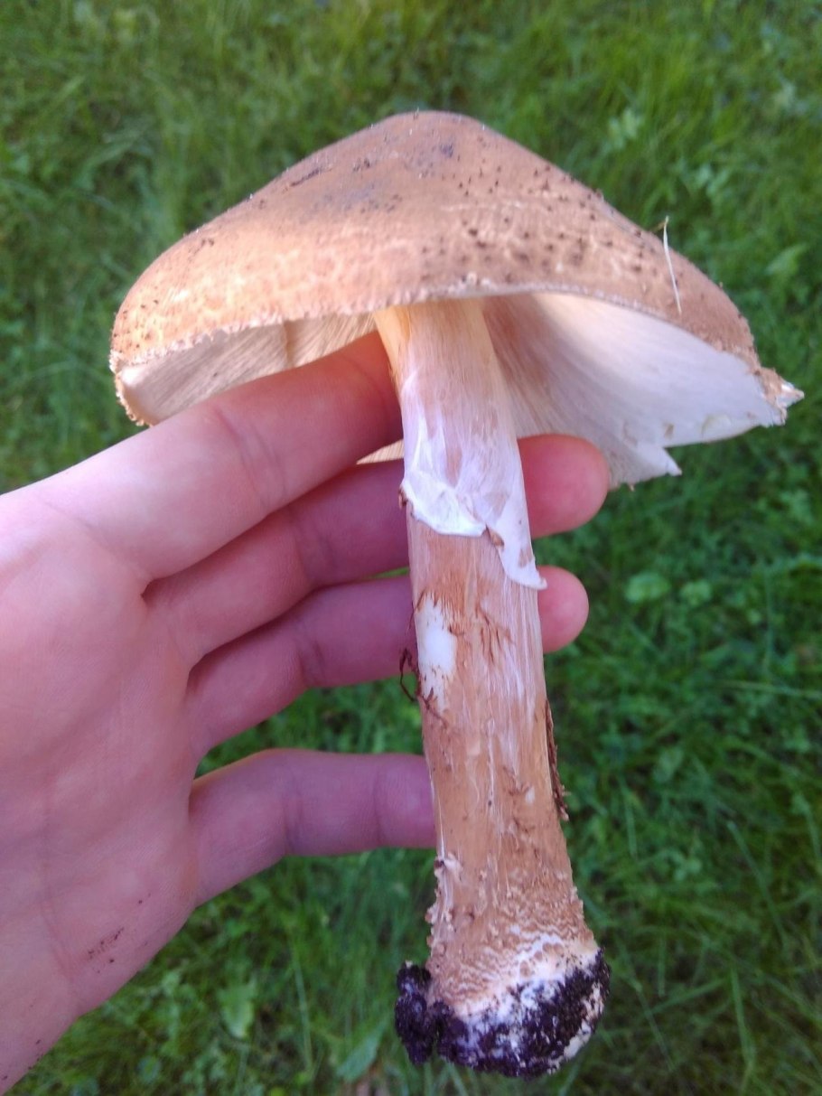Лепиота коричнево-красная