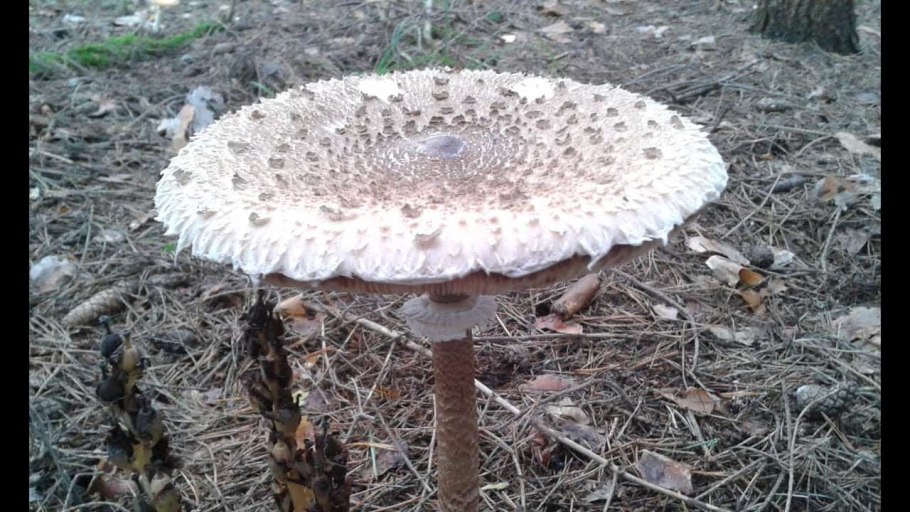 Гриб зонтик пёстрый macrolepiota procera