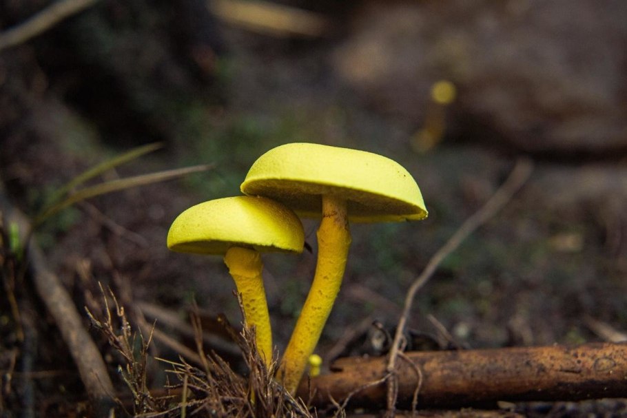 Несъедобные грибы желтый гриб