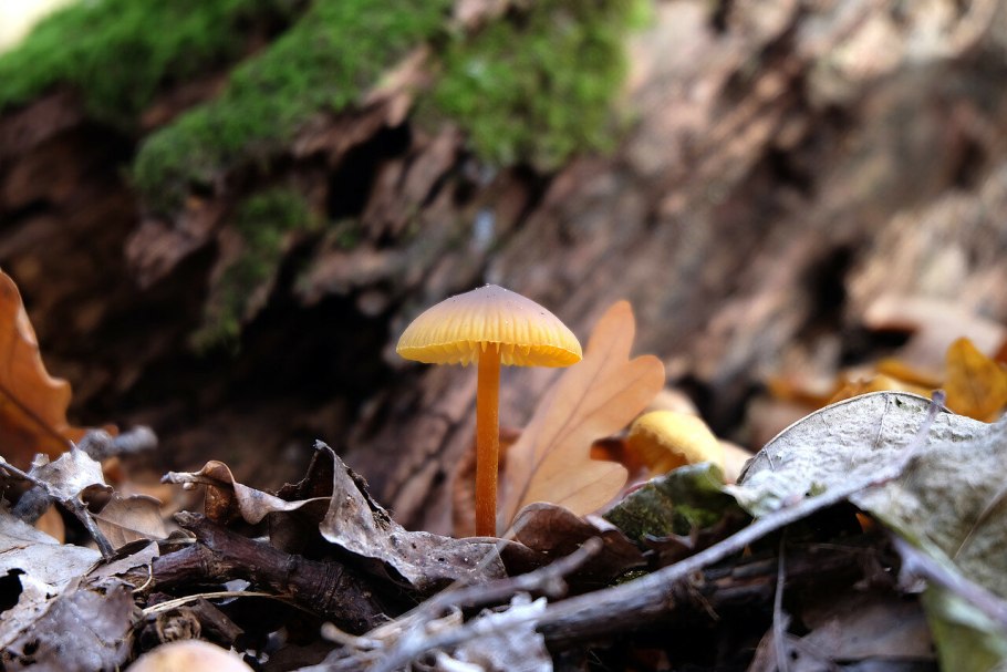 Желтый гриб