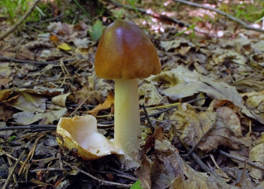Гриб Рыжик поганка