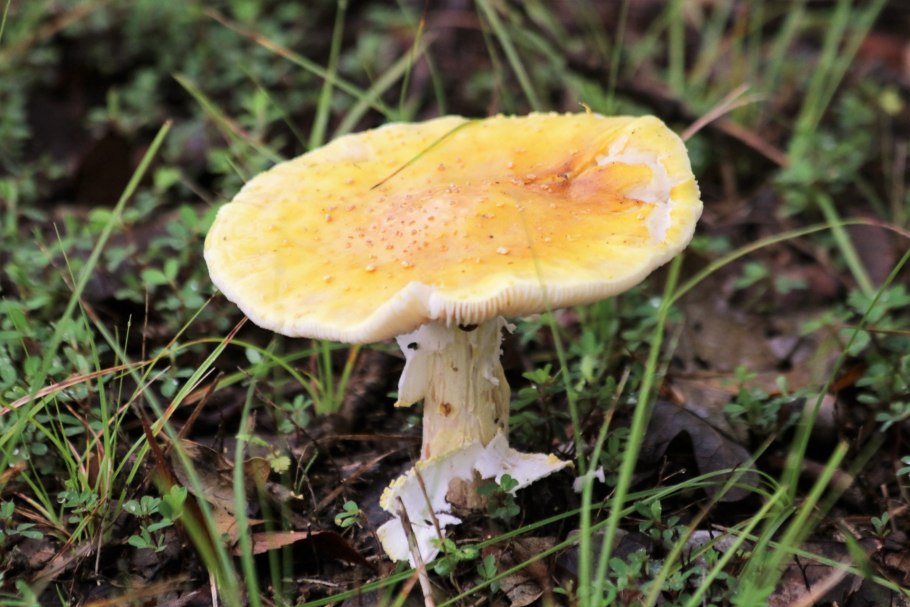 Гриб Amanita Jackson