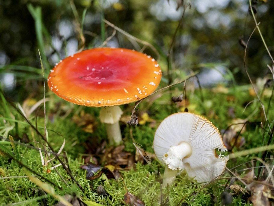 Аманита Мускария