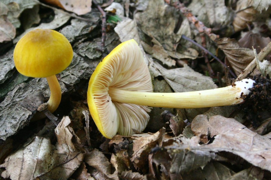 Гриб Плютей жёлтый