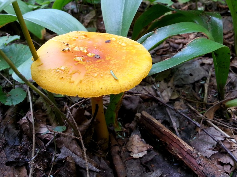 Leucocoprinus birnbaumii
