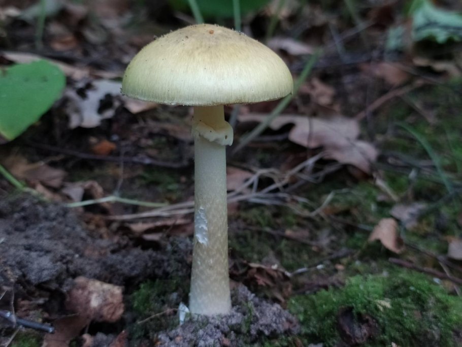 Грибы сыроежки желтые