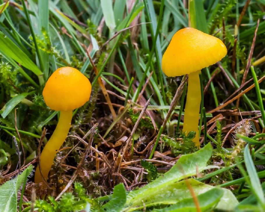 Желтый гриб Гигроцибе