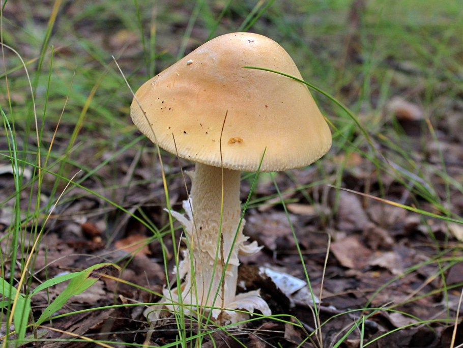 Поганка Луговая