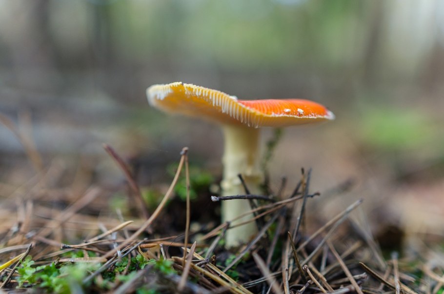 Гриб Amanita gemmata
