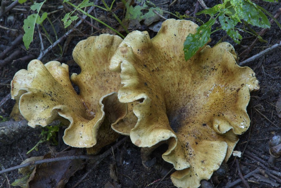 Гриб свинушка толстая