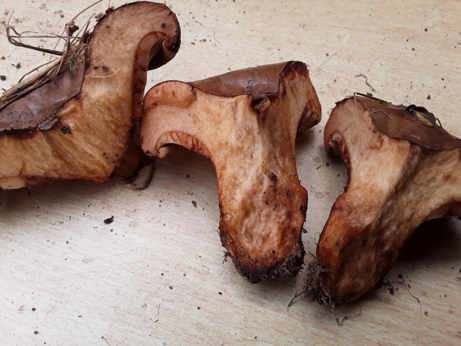 Свинушка Paxillus rubicundulus