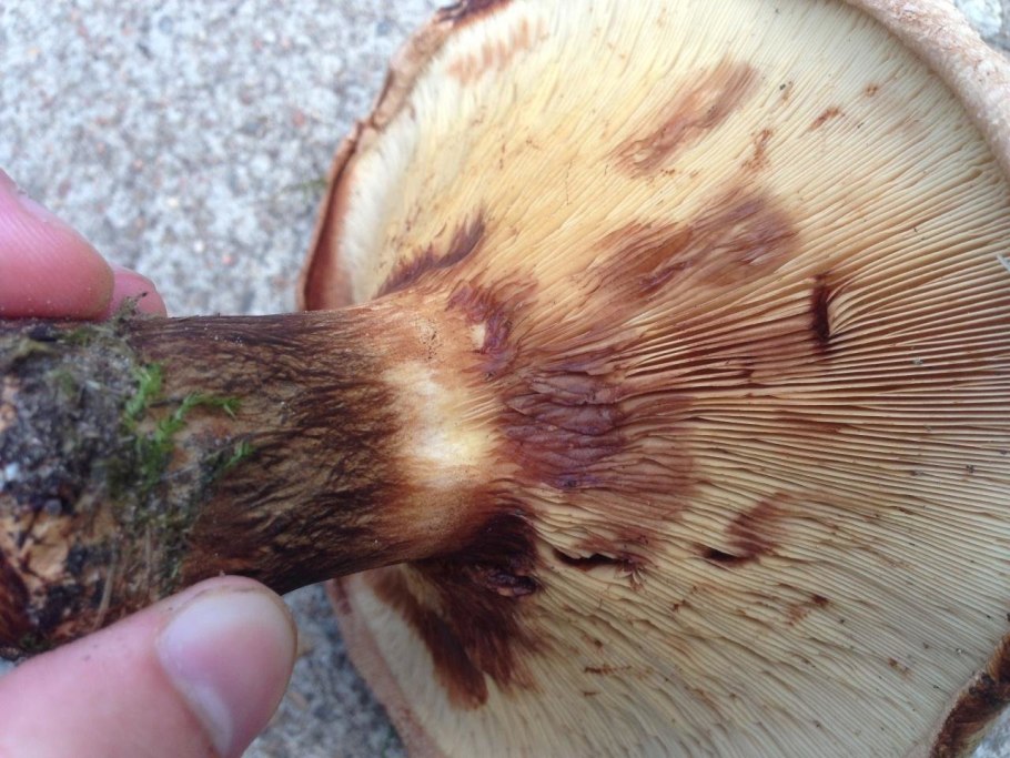 Волнушки и свинушки