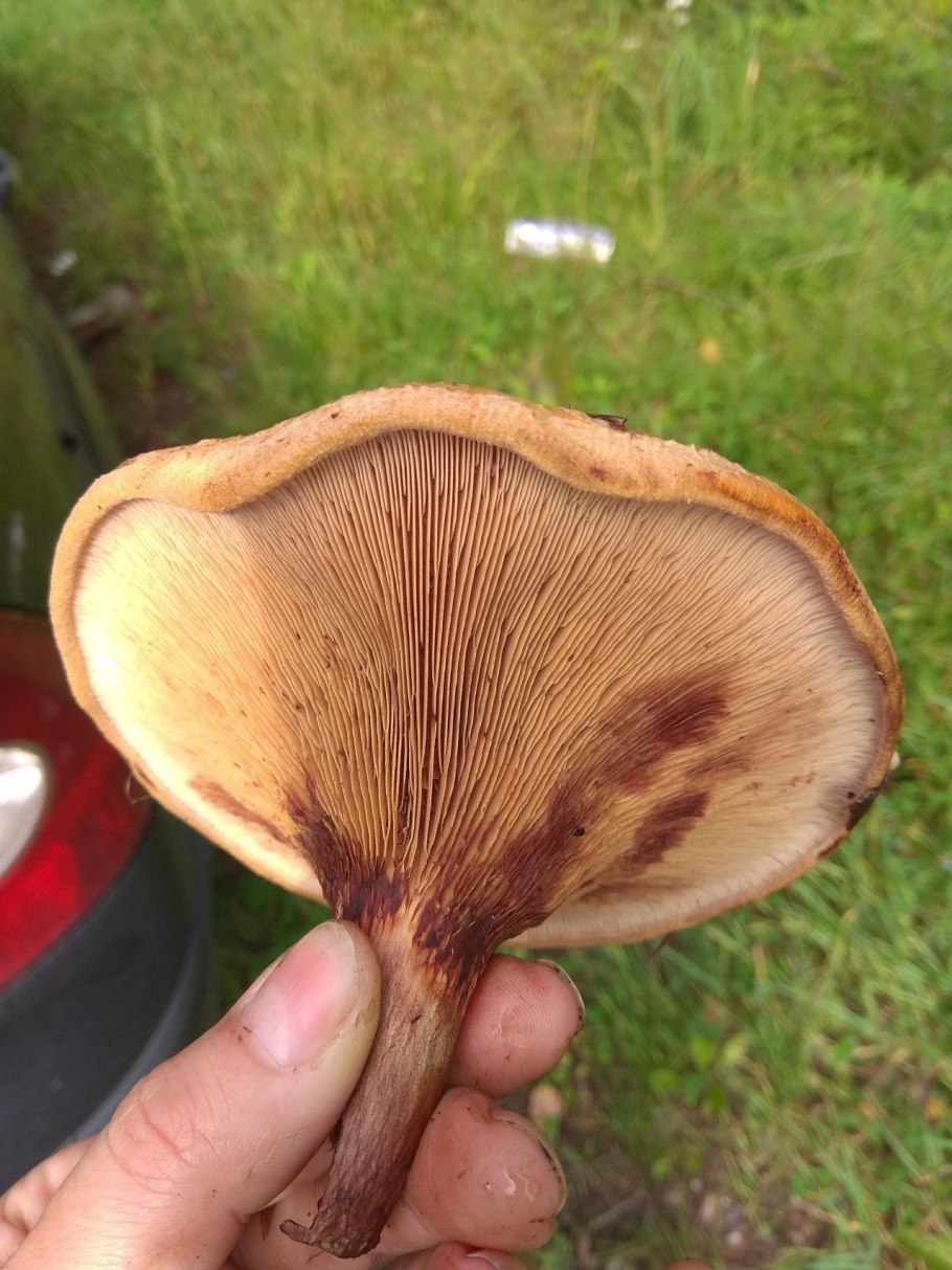 Свинушка тонкая Paxillus involutus