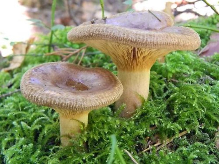 Гриб свинушка