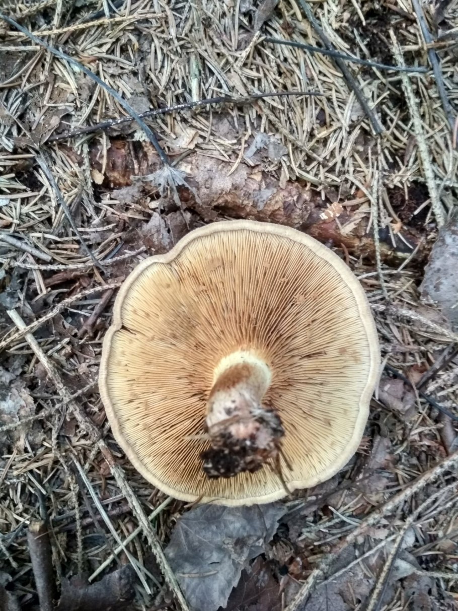 Гриб свинушка тонкая