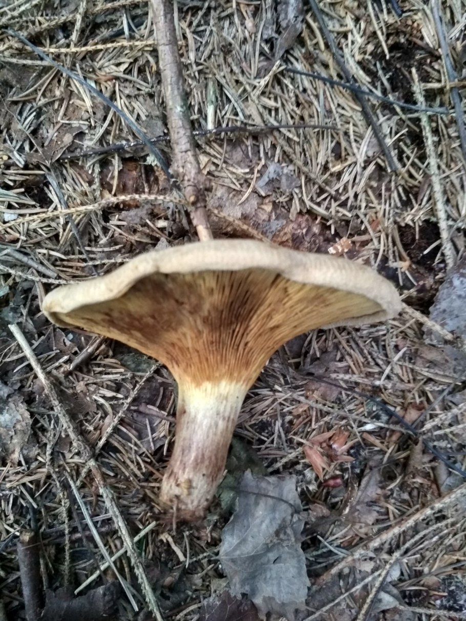 Грибы пластинчатые свинушка тонкая