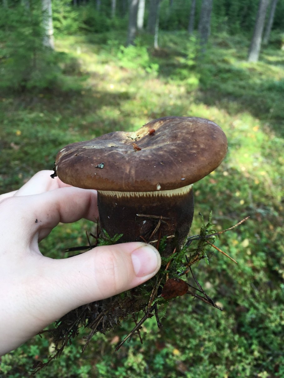 Коровяк гриб