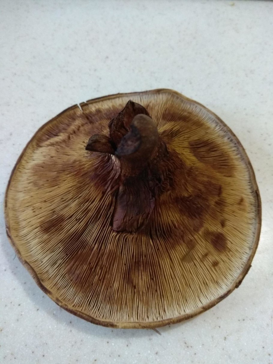 Грибы пластинчатые свинушка тонкая