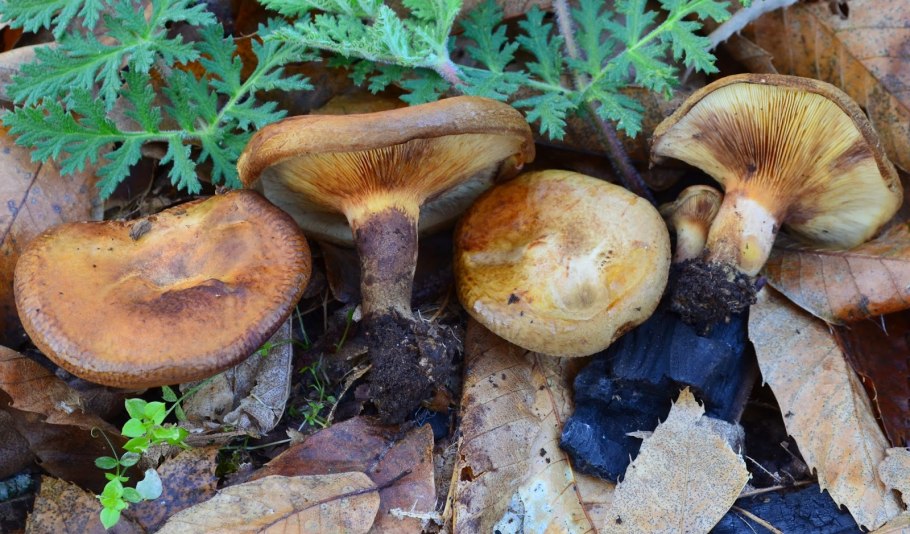 Свинушка тонкая Paxillus involutus
